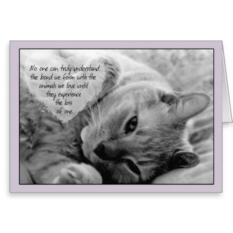 Cat Sympathy Poems Quotes Quotesgram