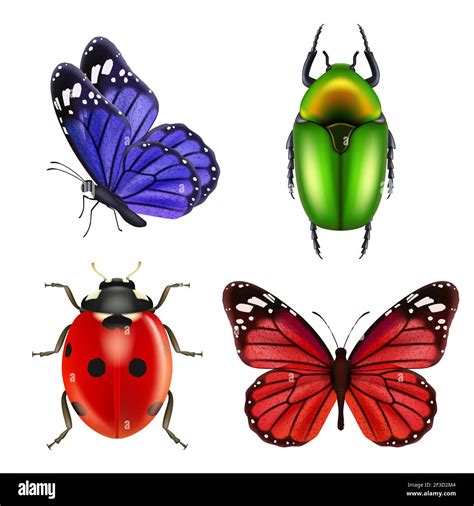 Realistic Insects Butterfly Bugs Ladybird Ant Vector Collection Of