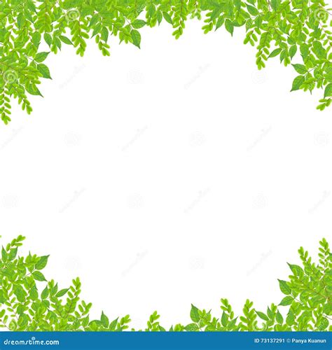 Fresh Green Leaf Frame Isolated On White Background Stock Image