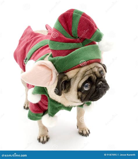Elf Pug Stock Image Image Of Dressed Ears Christmas 9187095