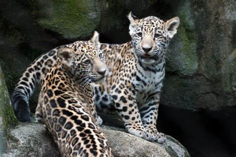 Houston Zoos Baby Jaguars Are Already Stealing Hearts Beyond Cute Cubs Could Convert Even An