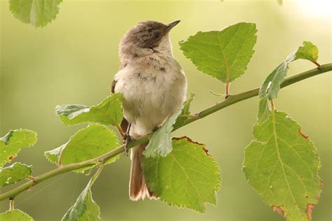 Der grauschnäpper ist ein zugvogel, der im winter in sein tropisches winterquartier zieht. evtl. Grauschnäpper | Tierführer für heimische Tiere