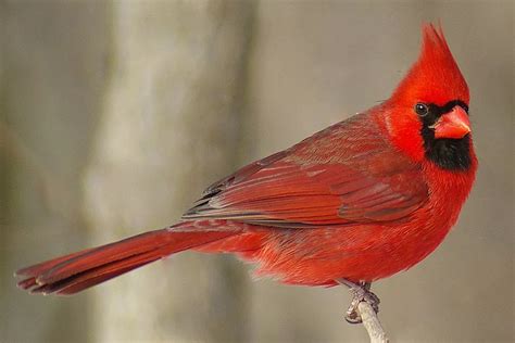 Northern Cardinal Brilliantly Beautiful Northern Cardinal Cardinal