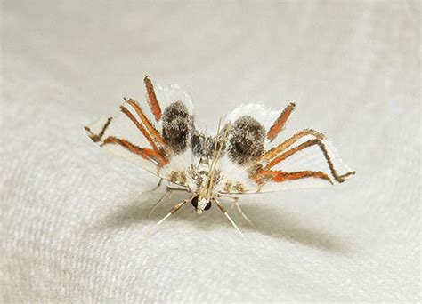 A Moth That Looks Like A Spider Incredible Things