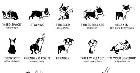 Doggie Language Animals Dogs Pets Puppies Dog Body Language Dog