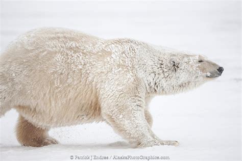 Alaskaphotographics Polar Bear Arctic Alaska
