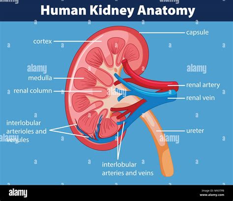 Human Kidney Medical Diagram High Resolution Stock Photography And