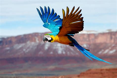 Parrots Flying Are So Majestic Parrot Pet Macaw Parrot Parrot Toys
