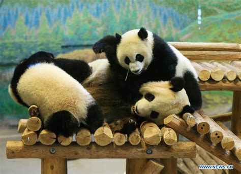 Birthday Celebration Held For Giant Panda Cubs At Toronto Zoo 7