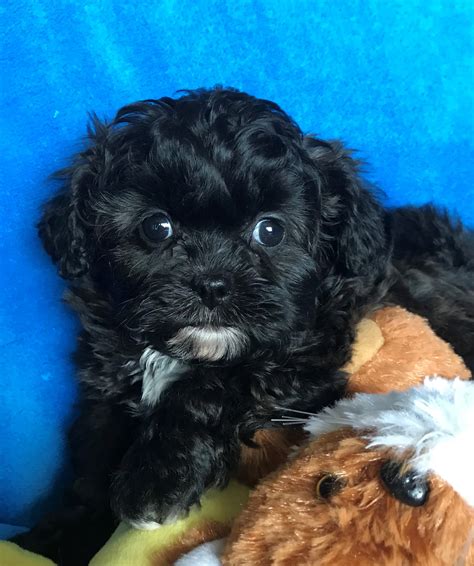 Past Puppies - Precious Pocket Pups