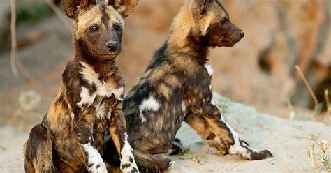 African Wild Dog Puppies Imgur