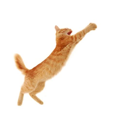Kitten Jumping — Stock Photo © Khorzhevska 12123691