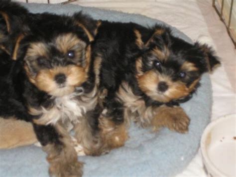 Looking for yorkshire terrier puppies? Yorkie puppies for adoption - Pittsburgh, PA | ASNClassifieds