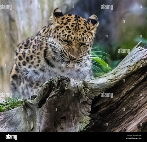 Amur Leopard Dangerous Hi Res Stock Photography And Images Alamy