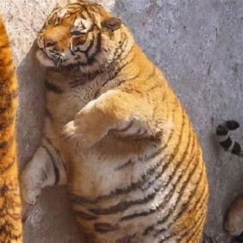 Fat Tiger Youtube