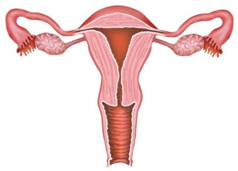 Download uterus images and photos. What Is the Normal Size for a Uterus - Do you have ...