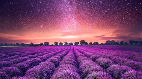 Starry Sky Lavender Field Wallpapers Hd Wallpapers