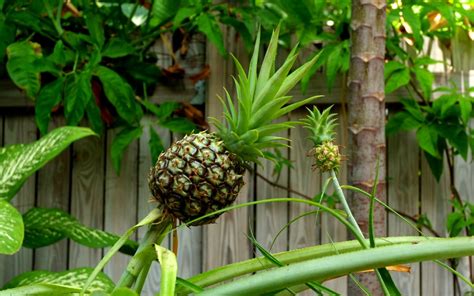 How To Grow Your Own Pineapple Growing Pineapple Pineapple