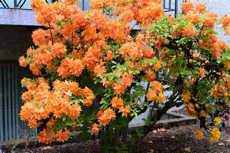 Bougainvillea vines produce some of the most brilliantly colored flowers in the plant world. Orange Flowering Shrub - PlantMaster Blog