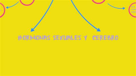 Hormonas Sexuales Y Cerebro By Valentina Perez