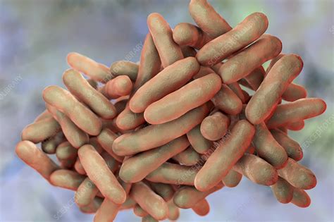 Bifidobacterium Bacteria Illustration Stock Image F0307432