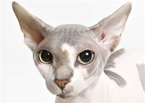 Find sphynx kittens in cats & kittens for rehoming | 🐱 find cats and kittens locally for sale or canadian sphynx kittens! What Are the Top 10 Cat Breeds in America?