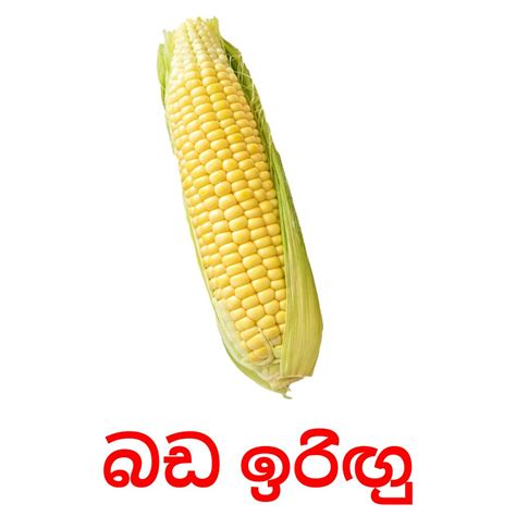 29 Free Vegetables Flashcards Pdf Sinhala Words