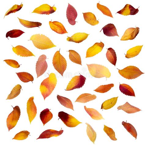 Autumn Leaves Stock Image Image Of Beautiful Leaves 33073697