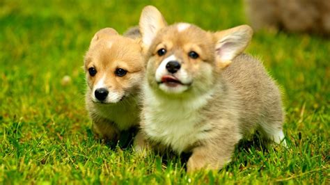 If you head online and look for small dogs for sale in wi or cheap puppies for sale in wisconsin under 100, you'll get plenty of results. What Is the Average Price for a Welsh Corgi Puppy ...