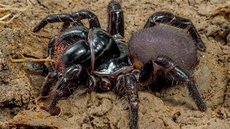 Most Venomous Spiders In The World Youtube