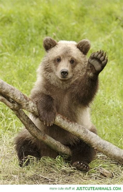 Brown Bear Cub Looking Cute Bearswaving