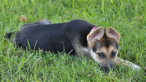Jump to adopt a puppy or dog in los angeles, california search for a puppy or dog these adorable pups are available for adoption in los angeles, california. Westside German Shepherd Rescue of Los Angeles | German ...