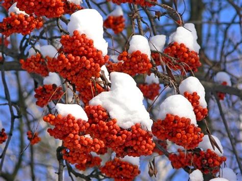 Best Winter Shrubs Thompsons Plants And Garden Centres