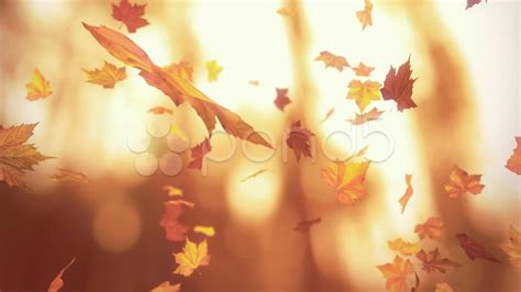 Animated Falling Leaves Background