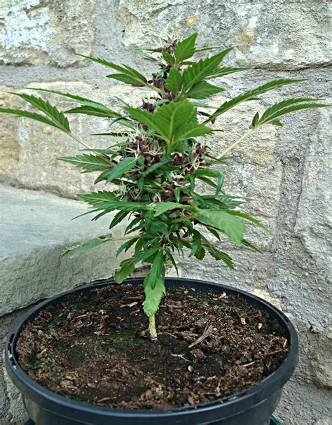 Outdoor Autoflower Growing Guide Autoflowering Cannabis Blog