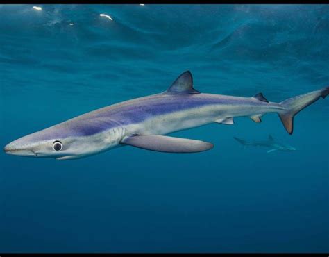 Pair Of Blue Sharks In Cornwall 50 Years Of Wildlife Photographer Of