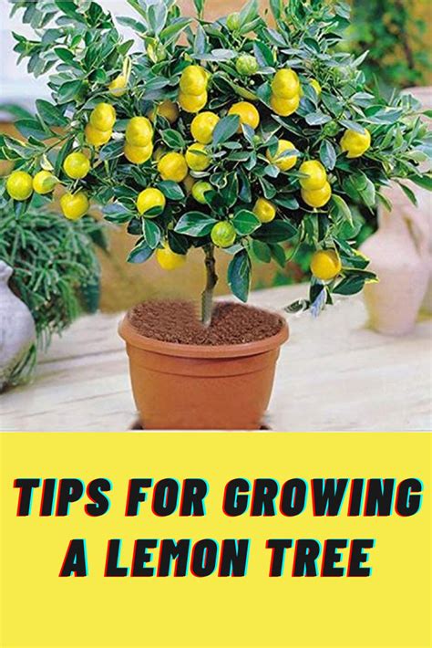 Tips For Growing A Lemon Tree How To Grow Lemon Growing Lemon Trees