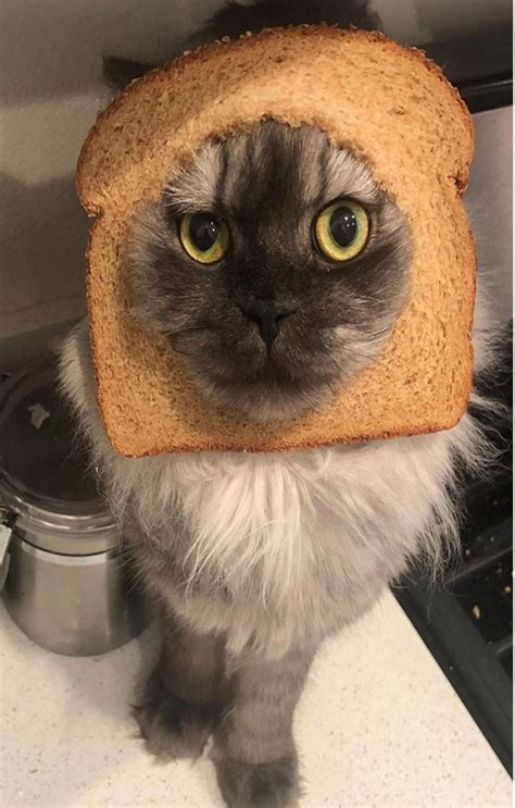 12 Funny Cats In Bread Pictures Try Not To Laugh Animal Pics In 2020
