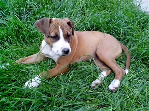 Free Picture Young Puppy Boxer Breed Dog