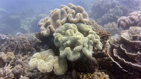 coral bleaching affects over 90 of great barrier reef