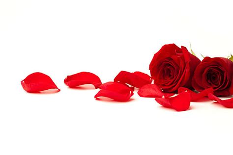 Laying Down Rose Petals Stock Photos Pictures And Royalty Free Images