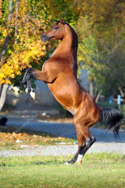 Arabian Horse Rearing Up On Golden Autumn Background — Stock Photo