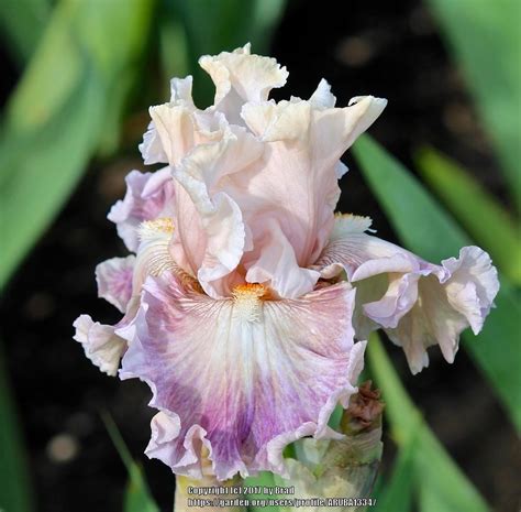 Photo Of The Bloom Of Tall Bearded Iris Iris Amorous Heart Posted
