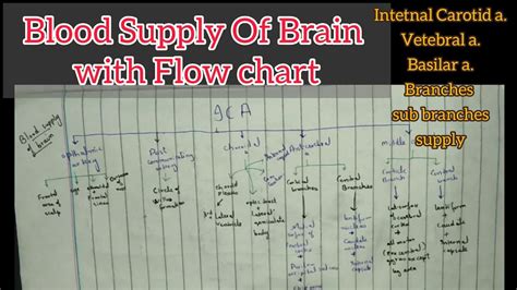 Blood Supply Of Brain Flow Chart Circle Of Willus Neuro Anatomy