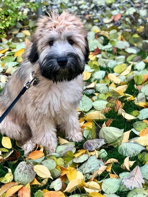 The soft coated wheaten terrier is a furry, adorable pure terrier breed that is loved by people all over the world. Winnie the Soft-Coated Wheaten Terrier | Puppies, Wheaten terrier puppy, Wheaten terrier