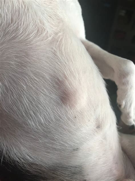 Lumps On Dogs Skin