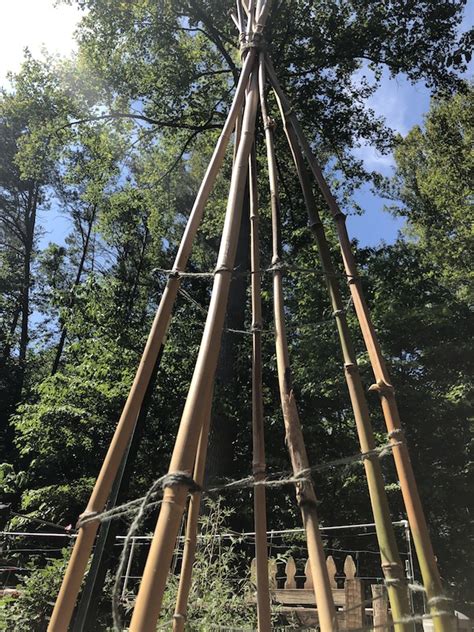 Bamboo Teepee For Beans Vining Pole And Bush Gardensall Vegetables
