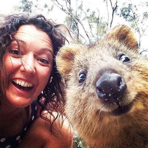 34 Best Quokkas Australian Animal My New Favorite