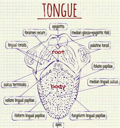 Tongue Anatomy Archives Graph Diagram