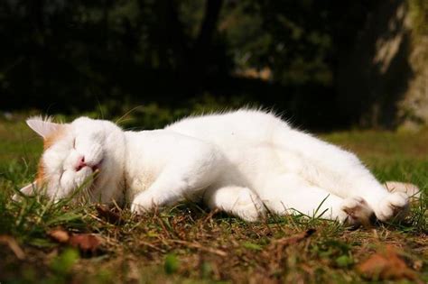 Sleepy Cat Shironeko Lives In Constant State Of Bliss